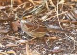 White-throated Sparrow, Rogers Co yard, OK, 1-17-18, Jta_18708.jpg