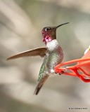 Annas Hummingbird male, Paton Center, Patagonia, AZ, 2-11-18 , Jta_63662.jpg