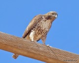 Red-tailed Hawk western juvenile, Picacho, AZ, 2-7-18, Jta_60057.jpg