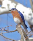 Eastern Bluebird male, Tulsa Co, OK, 2-26-18, Jta_20641.jpg
