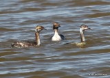 Horned Grebes, molting into breeding plumage, Lake Hefner, OK, 3-22-18, Jta_21230.jpg