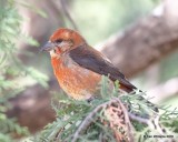 Red Crossbill male, Chitwood Park, Edmond, OK, 3-22-18, Jta_20875.jpg