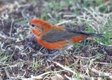 Red Crossbill male, Chitwood Park, Edmond, OK, 3-22-18, Jta_20924.jpg