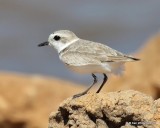 Snowy Plover, Lake Hefner, OK, 3-22-18, Jta_21094.jpg