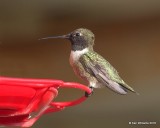 Black-chinned Hummingbird male, Carter Co, OK, 4-11-18, Jta_21676.jpg