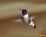 Black-chinned Hummingbird male, Carter Co, OK, 4-11-18, Jta_21719.jpg