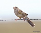 Cassins Sparrow, Old Port Isabella Road, TX, 4-23-18, Jpa_72106.jpg