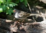 Harriss Sparrow breeding plumage, Rogers Co yard, OK, 5-5-18, Jza_22942.jpg