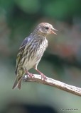 Pine Siskin, Rogers Co yard, OK, 5-7-18, Jza_23133.jpg