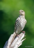 Pine Siskin, Rogers Co yard, OK, 5-7-18, Jza_23158.jpg