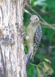 Red-bellied Woodpecker juvenile, Rogers Co, yard, OK, 8-12-18, Jta_24780.jpg