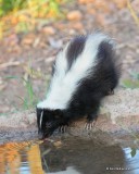 Striped Skunk, Portal, AZ, 8-18-18, Jpaa_9642.jpg