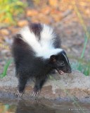 Striped Skunk, Portal, AZ, 8-18-18, Jpaa_9647.jpg