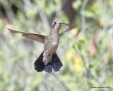 Broad-billed Hummingbird female, Ash Canyon, AZ, 8-23-18, Jpa_83985.jpg