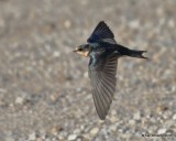 Barn Swallow, Noble County, OK, 10-22-17, Jpa_25861.jpg