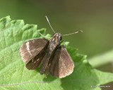 Lace-winged Roadside-Skipper, Cherokee County, OK, 9-10-18, Jpa_24985.jpg