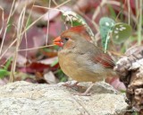 Northern Cardinal female, Nowata Co, OK, 11-4-18, Jpa_26195.jpg