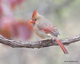 Northern Cardinal female, Nowata Co, OK, 11-4-18, Jpa_26258.jpg