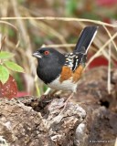 Spotted Towhee, Nowata Co, OK, 11-4-18, Jpa_26328.jpg