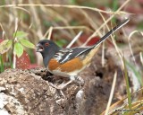 Spotted Towhee, Nowata Co, OK, 11-4-18, Jpa_26334.jpg