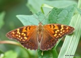 Tawny Emperor, Cherokee County, OK, 9-10-18, Jpa_25041.jpg