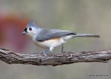 Tufted Titmouse, Nowata Co, OK, 11-4-18, Jpa_25987.jpg