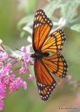 Viceroy, Tulsa County, OK, 10-17-18. Jpa_25777.jpg