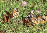 Viceroys, Pawnee County, OK, 10-3-18. Jpa_25717.jpg