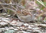White-throated Sparrow, tan morph, Nowata Co, OK, 11-4-18, Jpa_26003.jpg
