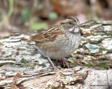White-throated Sparrow, tan morph, Nowata Co, OK, 11-4-18, Jpa_26009.jpg