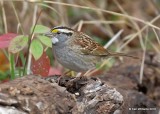 White-throated Sparrow, white morph, Nowata Co, OK, 11-4-18, Jpa_26081.jpg