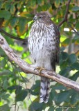 Coopers Hawk juvenile, Rogers County yard, OK, 12-3-18, J, Rogers County yard, OK, 11-9-18, Jpa_26727.jpg