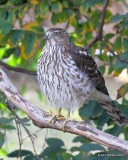 Coopers Hawk juvenile, Rogers County yard, OK, 11-9-18, Jpa_26734.jpg