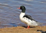 Common Merganser male, Lake Hefner, OKC, OK, 11-28-18, Jpa_27887.jpg