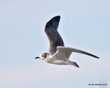 Franklins Gull, first-cycle, Lake Hefner, OKC, OK, 11-28-18, Jpa_27411.jpg