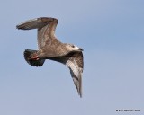 Herring Gull, first-cycle, Lake Hefner, OKC, OK, 11-28-18, Jpa_28166.jpg