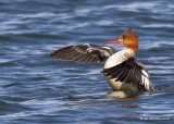 Red-breasted Merganser female, Lake Hefner, OKC, OK, 11-28-18, Jpa_27779.jpg