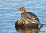 Red-breasted Merganser female, Lake Hefner, OKC, OK, 11-28-18, Jpa_28382.jpg