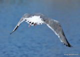Herring Gull 3rd cycle nonbreeding back, Lake Hefner, Oklahoma Co, OK, 12-10-18, Jpa_29121.jpg