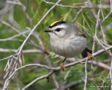 Golden-crowned Kinglet, Collinsville Lake, OK, 12-24-18, Jpa_29949.jpg