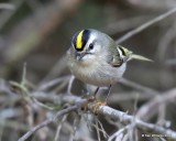 Golden-crowned Kinglet, Collinsville Lake, OK, 12-24-18, Jpa_29969.jpg