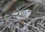 Golden-crowned Kinglet, Collinsville Lake, OK, 12-24-18, Jpa_29984.jpg