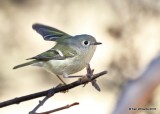 Ruby-crowned Kinglet, Rogers County yard, OK, 12-23-18, Jpa_29800.jpg