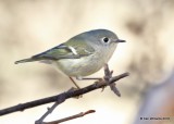 Ruby-crowned Kinglet, Rogers County yard, OK, 12-23-18, Jpa_29802.jpg