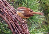 Carolina Wren, Rogers Co yard, OK, 12-31-18, Jpa_30253.jpg