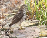 Coopers Hawk juvenile, Rogers Co yard, OK, 12-31-18, Jpa_30306.jpg