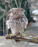 Coopers Hawk juvenile, Rogers Co yard, OK, 12-31-18, Jpa_30352.jpg