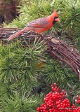 Northern Cardinal male, Rogers Co yard, OK, 12-31-18, Jpa_30233.jpg