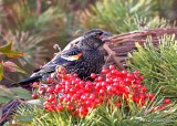 Red-winged Blackbird male, Rogers Co yard, OK, 12-28-18, Jpa_30060.jpg