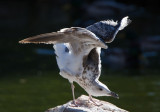 Larus fuscus